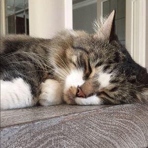 Meet your Posher, Sam